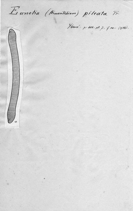 Eunotia pileata Eunotia pileata