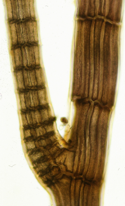 Ophidocladus simpliciusculus