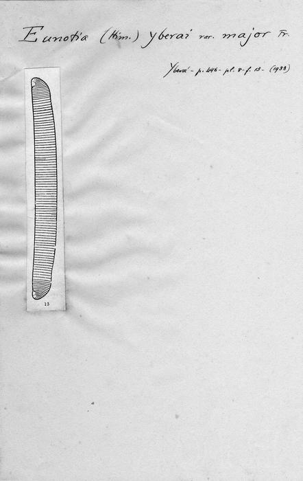 Eunotia zygodon var. major Eunotia zygodon var. major