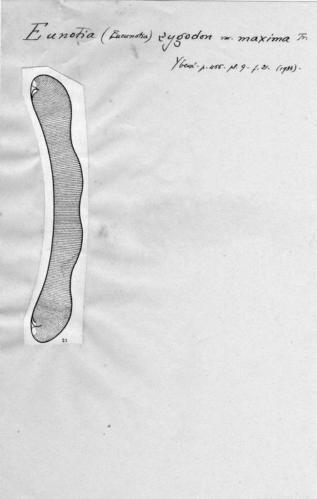 Eunotia zygodon var. maxima Eunotia zygodon var. maxima