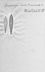 Gomphonema turris f. acuminata