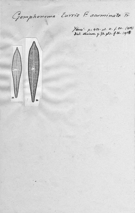 Gomphonema turris f. acuminata Gomphonema turris f. acuminata