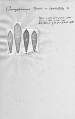 Gomphonema turris f. coarctata