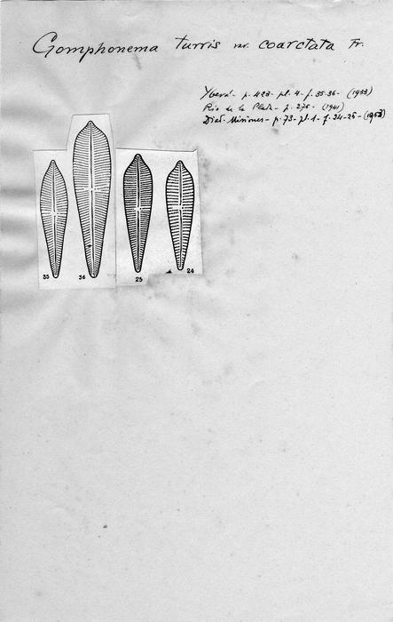 Gomphonema turris f. coarctata Gomphonema turris f. coarctata