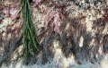 Rhodophyta (red algae)