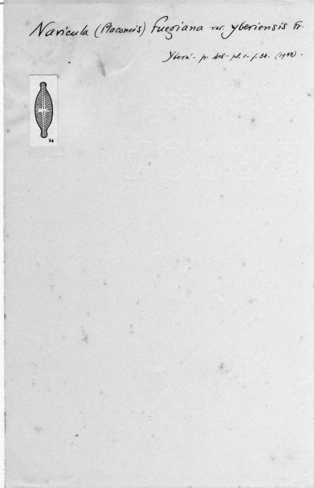 Navicula fuegiana var. yberiensis 