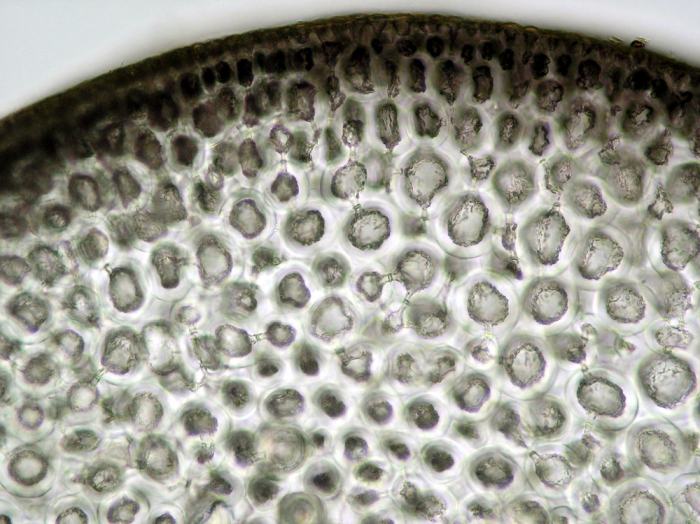 Osmundea pinnatifida Osmundea pinnatifida