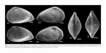 Sapucariella multidifferentis