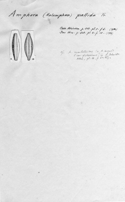 Amphora pallida Amphora pallida