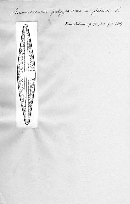Anomoeoneis polygramma var. platensis Anomoeoneis polygramma var. platensis