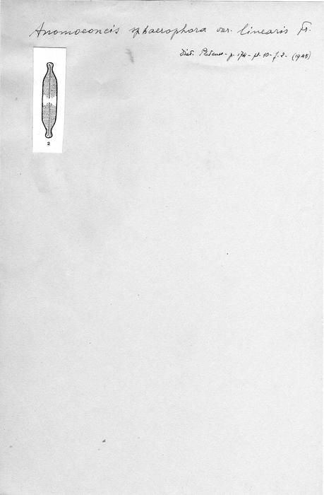 Anomoeoneis sphaerophora var. linearis Anomoeoneis sphaerophora var. linearis