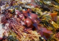 Rhodophyta (red algae)