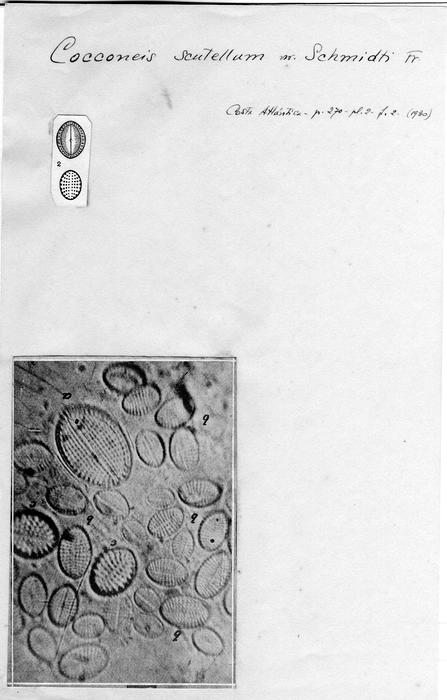 Cocconeis scutellum var. schmidtii Cocconeis scutellum var. schmidtii