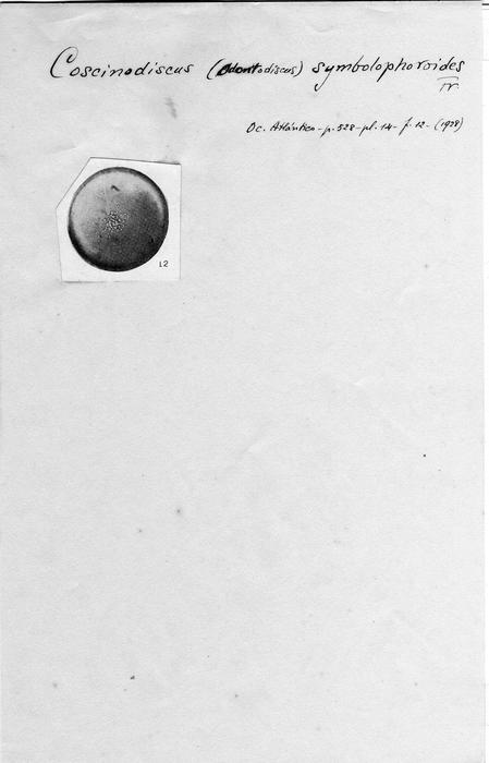 Coscinodiscus symbolophoroides Coscinodiscus symbolophoroides