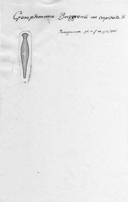 Gomphonema berggrenii var. capitata Gomphonema berggrenii var. capitata