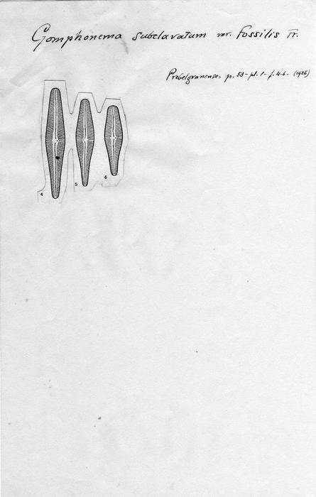 Gomphonema subclavatum var. fossilis Gomphonema subclavatum var. fossilis