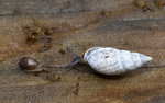 Mouse-ear saltmarsh snail