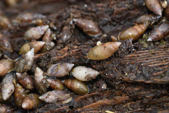 Mouse-ear saltmarsh snail