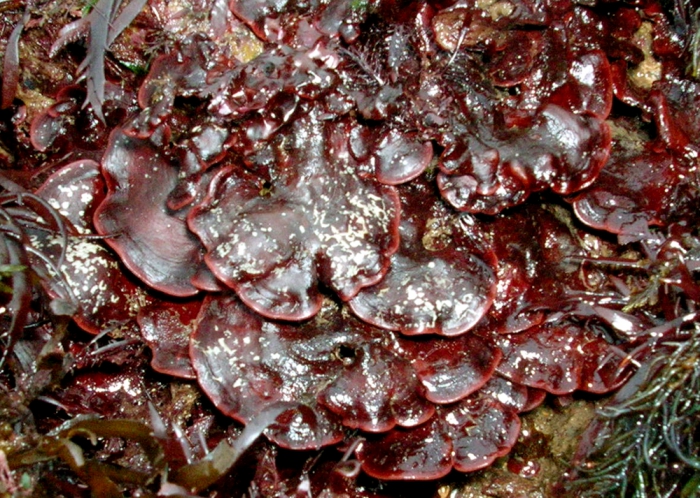 Peyssonnelia coriacea Peyssonnelia coriacea