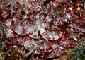 Rhodophyta (red algae)