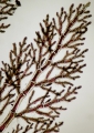 Rhodophyta (red algae)