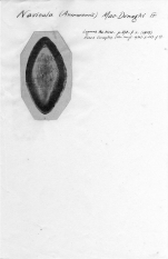 Navicula macdonaghi 