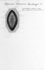 Navicula macdonaghi 