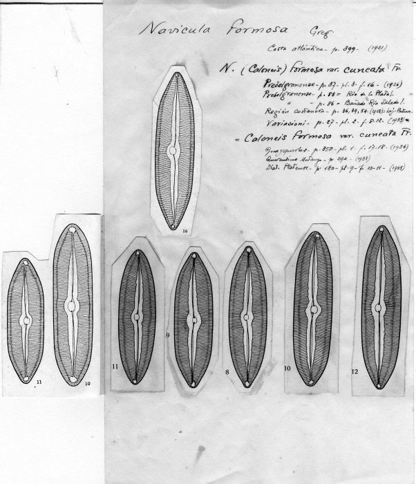 Navicula formosa var. cuneata