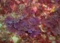 Rhodophyta (red algae)