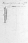 Navicula columnaris var. undulata