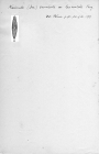 Navicula crucicula var. lanceolata