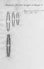 Navicula divergens var. laticeps 