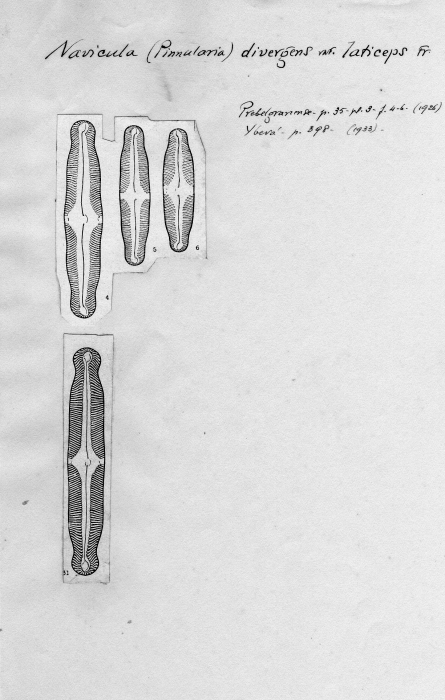 Navicula divergens var. laticeps 