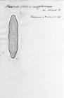 Navicula magellanica var. minor