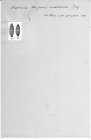 Navicula malacarae 