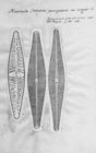 Navicula pampeana var. major 