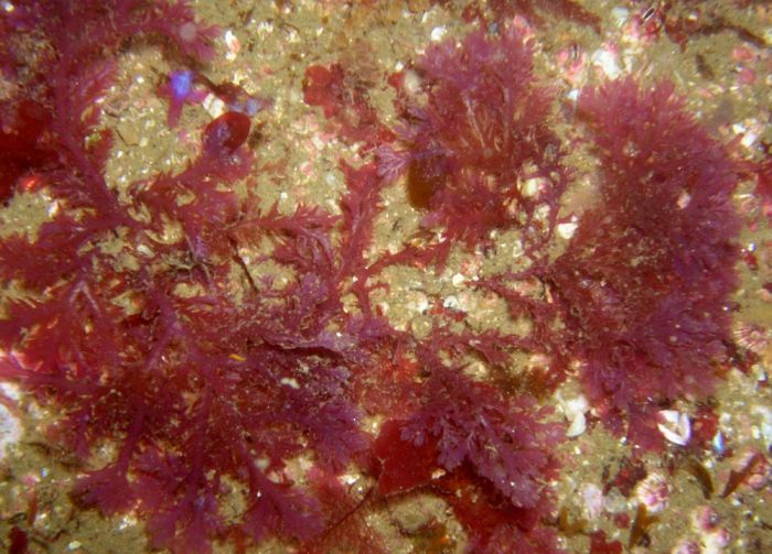 Plocamium raphelisianum Plocamium raphelisianum