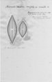 Chromista - Bacillariophyceae (diatoms)