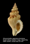 Afrocominella capensis simoniana