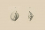 Quinqueloculina lamarckiana d'Orbigny, 1839