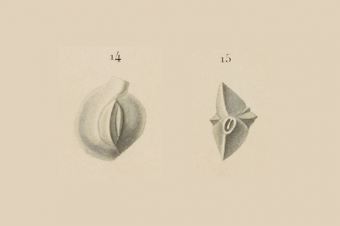 Quinqueloculina lamarckiana d'Orbigny, 1839 Quinqueloculina lamarckiana d'Orbigny, 1839