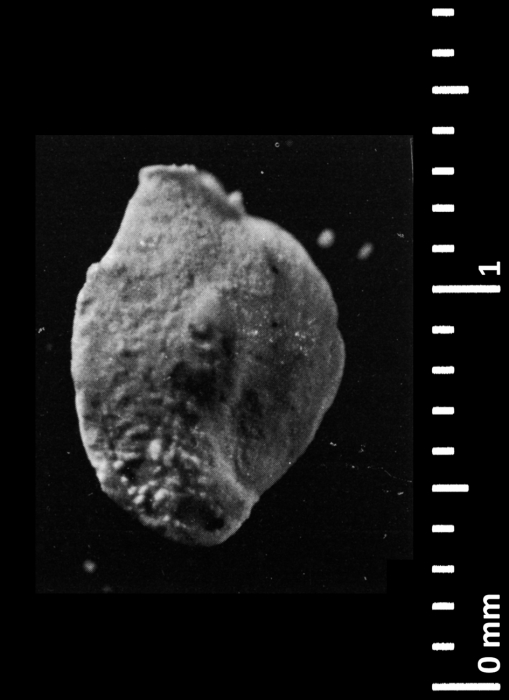 Quinqueloculina lamarckiana d'Orbigny, 1839 Quinqueloculina lamarckiana d'Orbigny, 1839