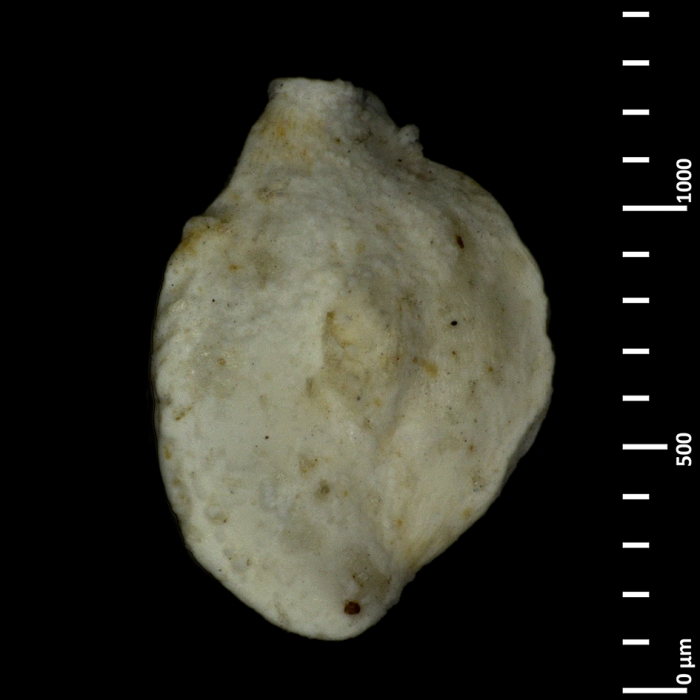 Quinqueloculina lamarckiana d'Orbigny, 1839