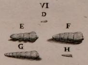 Nautilus raphanus Linnaeus, 1758