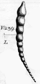 Nodosaria (Dentaline) aciculata d'Orbigny, 1826