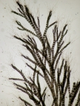 Polysiphonia brodiaei