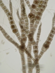 Polysiphonia brodiaei