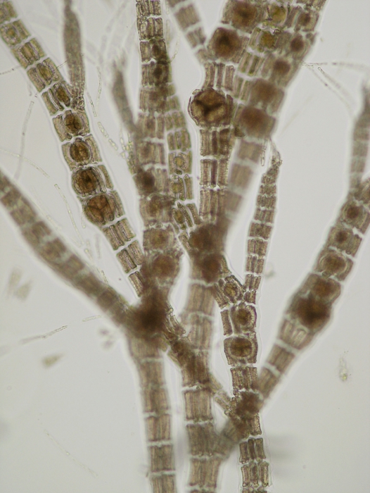 Polysiphonia brodiaei Polysiphonia brodiaei