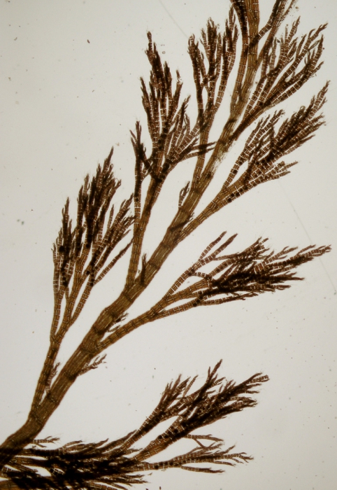 Polysiphonia brodiaei Polysiphonia brodiaei
