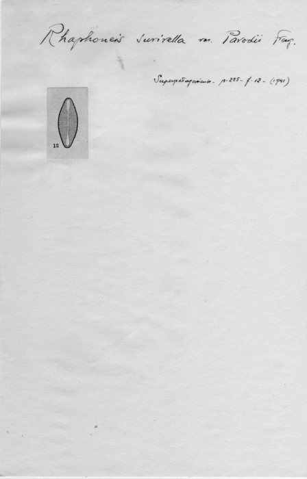 Rhaphoneis surirella var. parodii Rhaphoneis surirella var. parodii